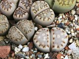 Lithops julii ssp. fulleri C024  (1)